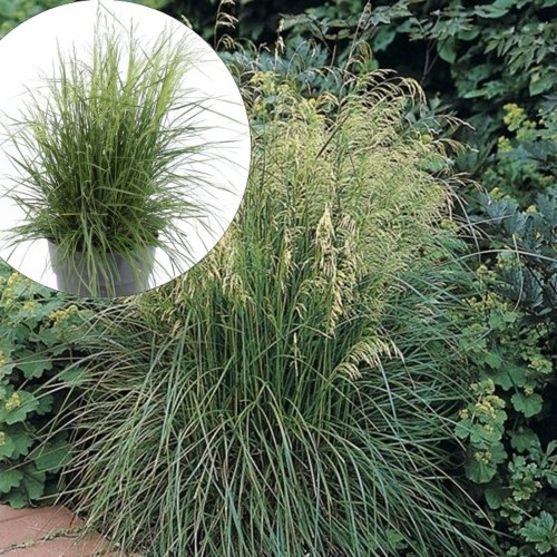 Deschampsia cespitosa 'Tardiflora' - Luht-kastevars 'Tardiflora' P9/0,55L   